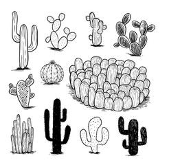 cactus collection,Vector illustration.	