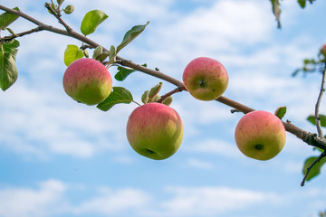 Ripe apples on a branch in the background of a holo-sky with clouds