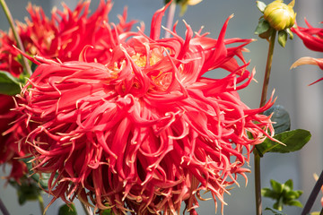Red cactus dahlia in the garden