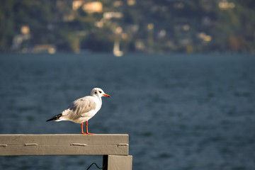 Lonely seagull is looking across the majestic Lake Lugano in the canton of Ticino in the southern part of Switzerland