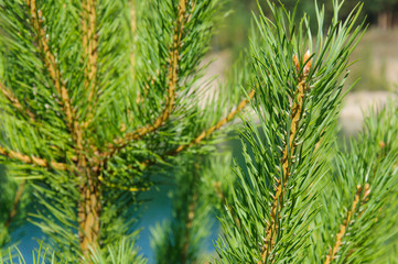 Fototapeta na wymiar green pine branches on lake in mountains
