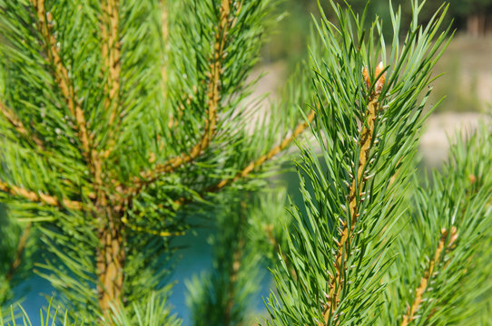 green pine branches on lake in mountains