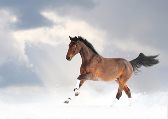 Purebred horse running in snow