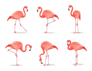 Red and pink flamingo set vector illustration. Can be used as pattern or fashion print on fabric. Cool exotic bird in different poses decorative design elements collection. Flamingo Isolated on white