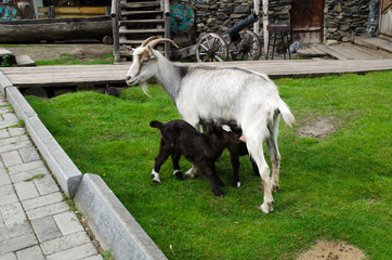 goat feeds little goats