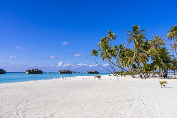 インド洋の美しいサンゴ礁の海