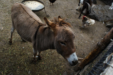 donkey, goat and chicken