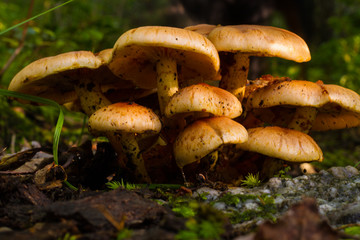 Group Of Several Capped Mushrooms Growing On Mossy Wet Forest Floor 