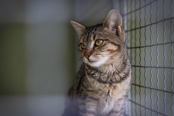 Abandoned cat in cage. Pet adoption