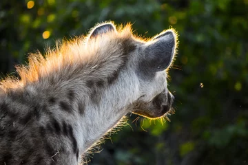 Foto auf Acrylglas Hyäne Sonne auf Hyänenmähne