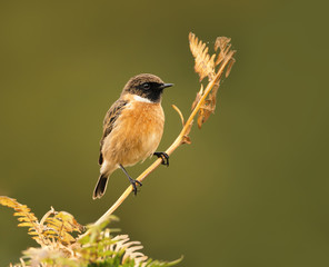 European stonechat perching on a fern