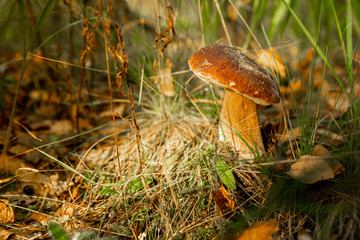 Mushrooms in the autumn forest. Wild forest, yellow leaves.