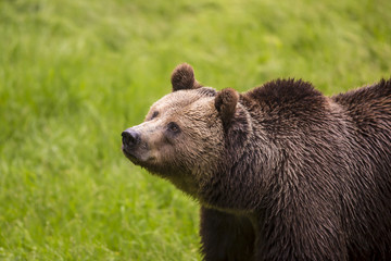 Close up meeting with strong bear (Ursus arctos).  Green background in nature habitat. Wildlife scene.