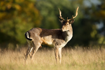 Close up of a Fallow deer in the meadow