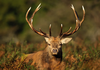 Close up of a red deer stag