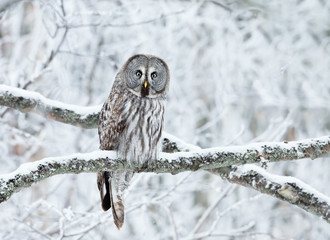 Great Grey Owl perched in a tree in winter