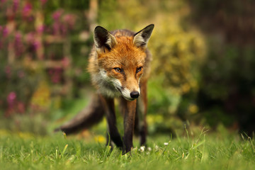 Portrait of a red fox in a back garden