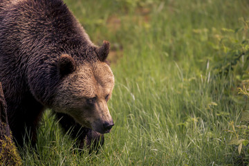 Close up meeting with strong bear (Ursus arctos).  Green background in nature habitat. Wildlife scene.