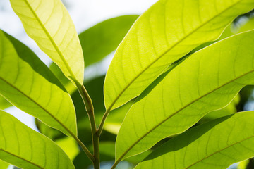 closeup green leaf light