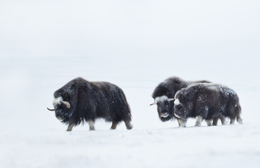 Musk Oxen in snowy mountains during cold winter © giedriius
