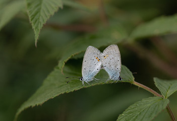 Kurzschwänzige Bläulinge bei der Paarung