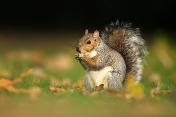 Naklejka na ściany i meble Close up of a cute grey squirrel eating nuts