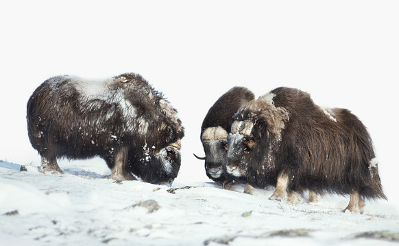 Male Musk Oxen In The Mountains In Winter