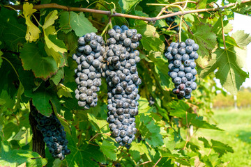 Shot of a Friularo bunch of grapes hanging from the vine plant. This grapes can be used for both red and white wines. 