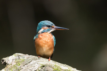 Eisvogel