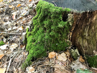 An old stump with green moss in the forest.