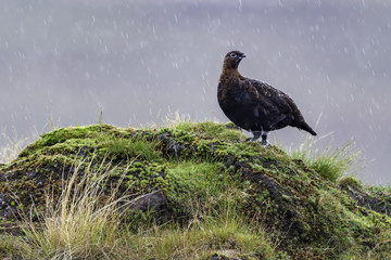 Red Grouse completely at home in the pouring rain on the Scottish moorland