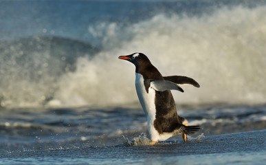 Gentoo penguin running through big waves