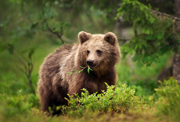 Fototapeta na wymiar European brown bear eating grass and branches in forest
