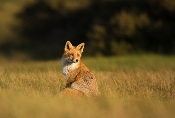 Red fox sitting on a sunny day