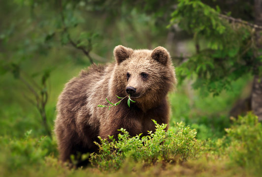 European brown bear eating grass and branches in forest