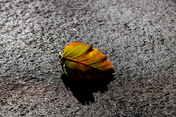 Fototapeta na wymiar .fallen yellow leaf