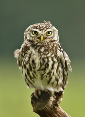 Little Owl perching on a post