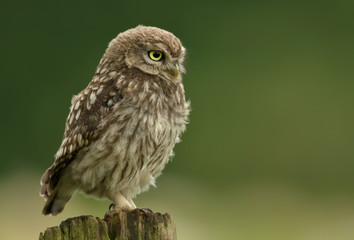 Juvenile little owl perching on a wooden post