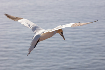 Northern gannet searching a place to land
