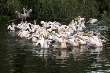 Large flock of pelicans on the water