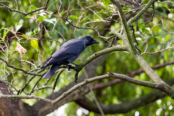 Raven in tree