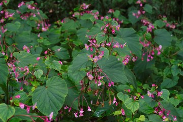 Hardy begonia (Syuukaidou)
