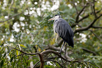 Fototapeta premium Grey Heron at rest in tree