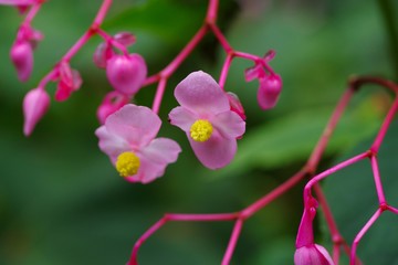 Hardy begonia (Syuukaidou)
