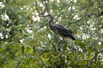 Grey Heron at rest in tree