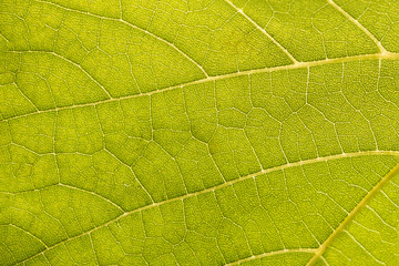 Naklejka na ściany i meble close up texture of green bright grape leaf