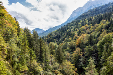View of high mountains wth green forest under blue sky.