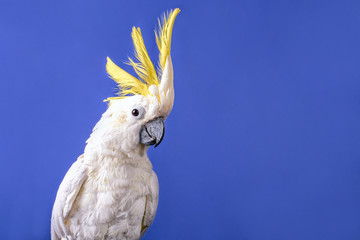 A very nice white cockatoo parrot on the blue background. - obrazy, fototapety, plakaty