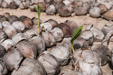Dried coconut. Close up pile of brown old coconuts with dry coconut shells in the garden. Tropical organic fruits natural background.