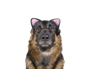 Cute funny German shepherd wearing a cat ear headband as a dog wearing a cat disguise (isolated on white, selective focus on the dog nose)